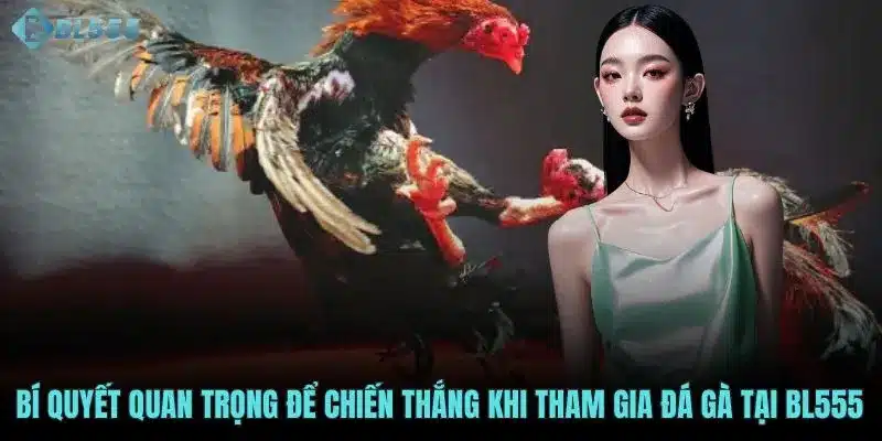 Bí quyết quan trọng để chiến thắng khi tham gia đá gà tại BL555 