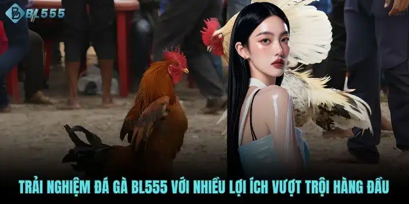 Trải nghiệm đá gà BL555 với nhiều lợi ích vượt trội hàng đầu 